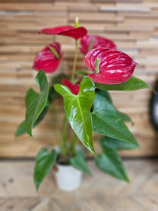 Anthurium rouge