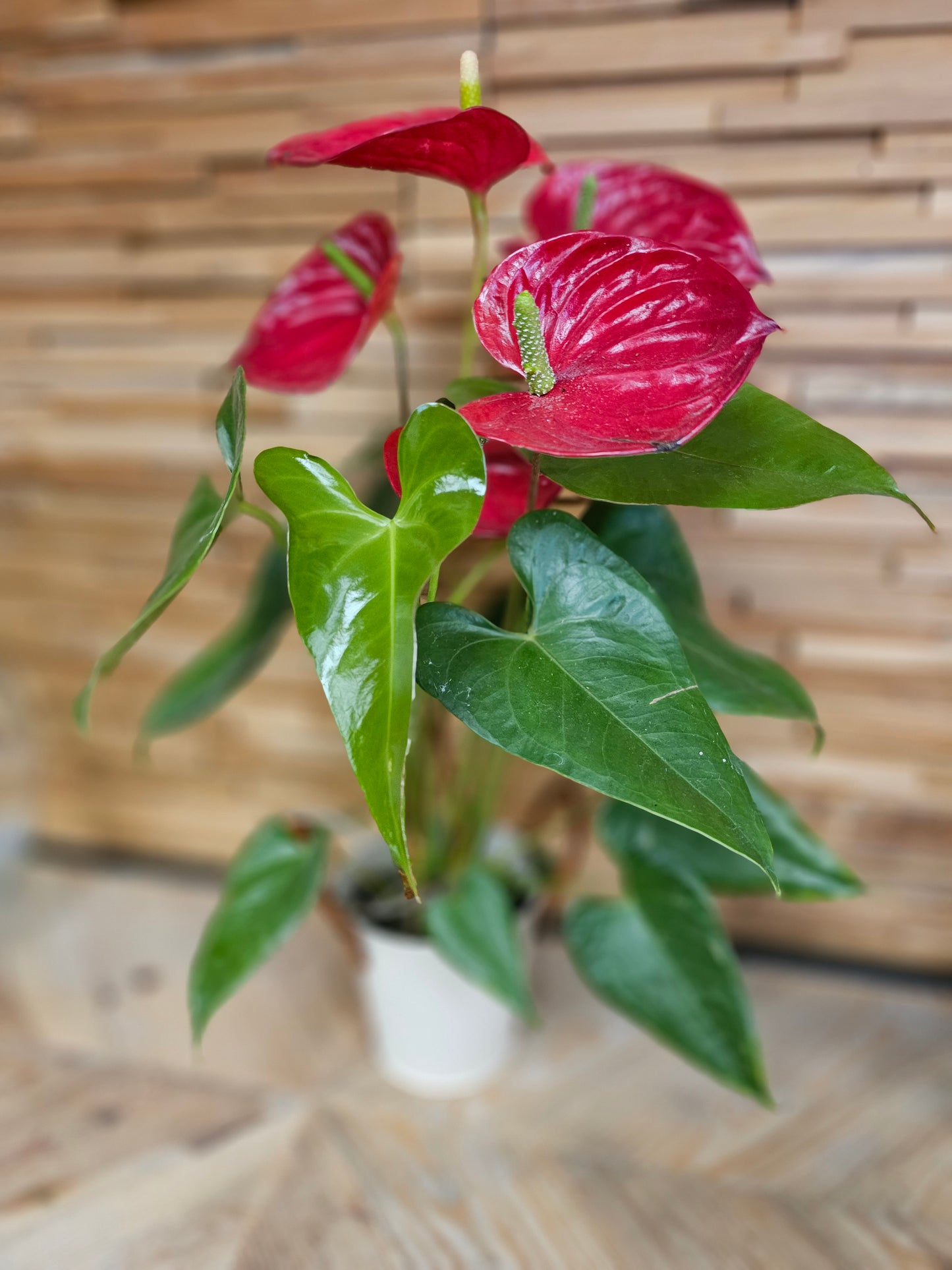 Anthurium rouge