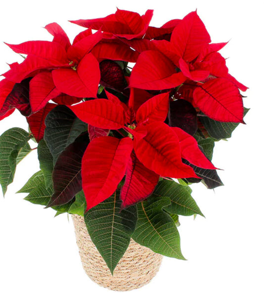 Grand Poinsettia (étoile de noël)