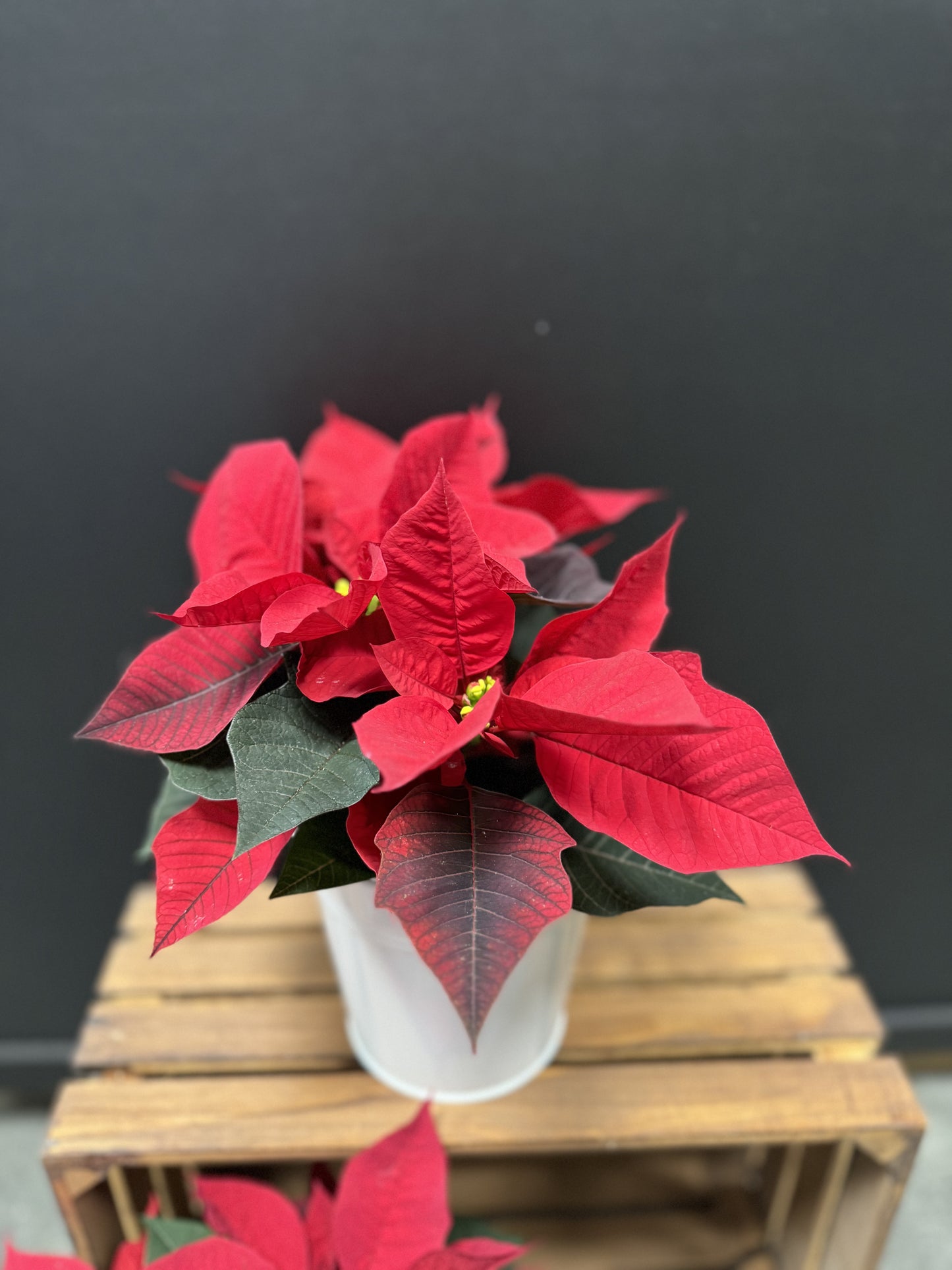 Petit poinsettia