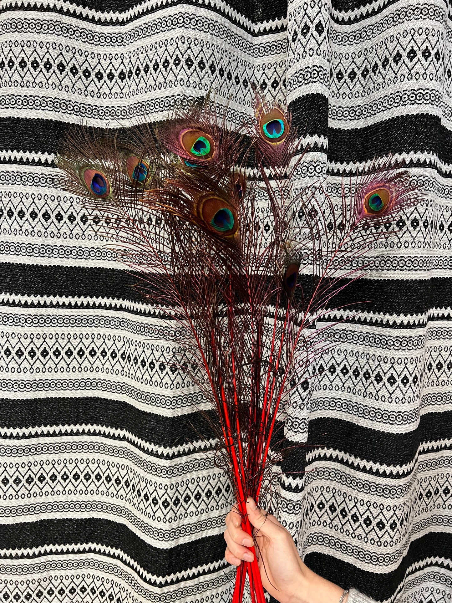 Plume de paon