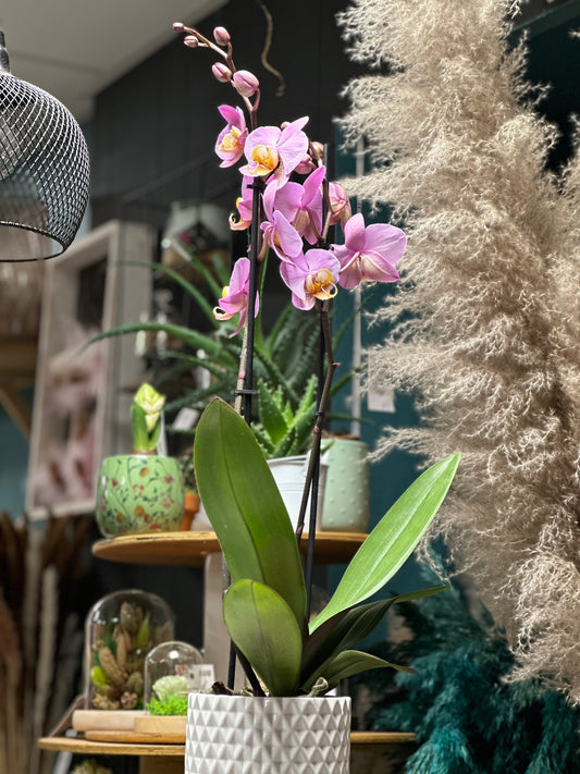 Orchidée droite 2 branches