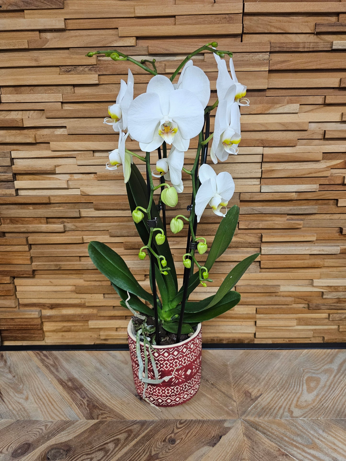orchidée blanche en cascade