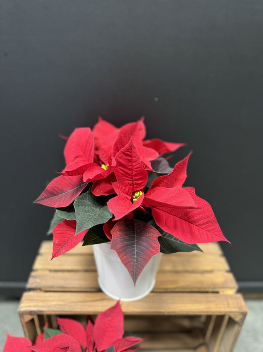 Petit poinsettia